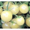 Pianta di Pomodoro ciliegino bianco in vaso