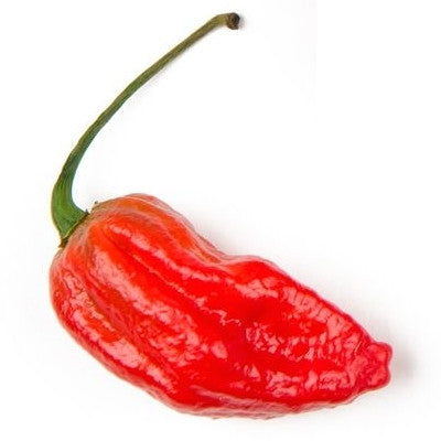 Pianta di Peperoncino Naga Morich vaso