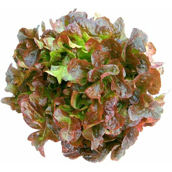 12 plants de laitue feuille de chêne rouge