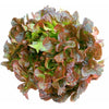 12 plants de laitue feuille de chêne rouge
