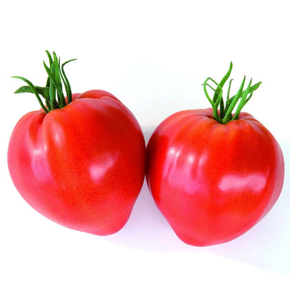 Pianta di Pomodoro cuore di bue liscio in vaso