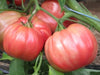 Tomate Belmonte Oxheart en pot