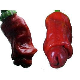 Ecocube - Peperoncino a forma di Pene in Cubo di Legno Ecocube - Peperoncino a forma di Pene in Cubo di Legno