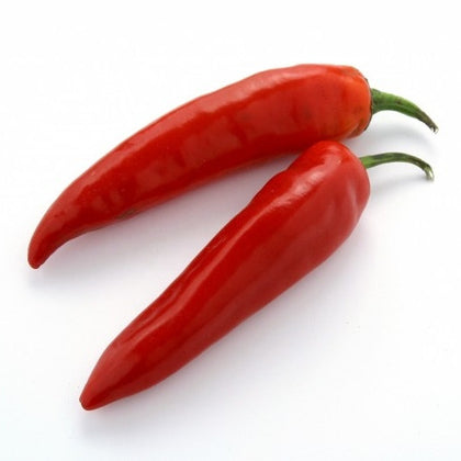 Pianta di Peperoncino basco (Gorria) vaso