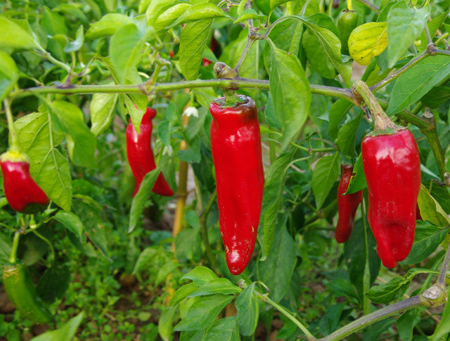 Pianta di Peperoncino basco (Gorria) vaso