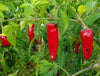 Pianta di Peperoncino basco (Gorria) vaso