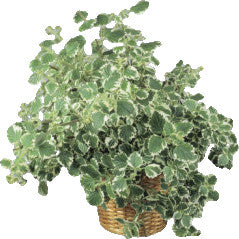 Pianta di Falso incenso vaso