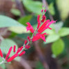 Usine de salvia d'ananas en pot