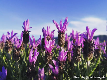 Pianta di Lavanda selvatica o stoechas