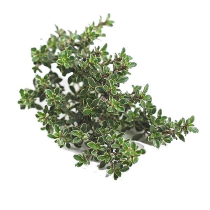 Pianta di Timo 'Silver queen' vaso