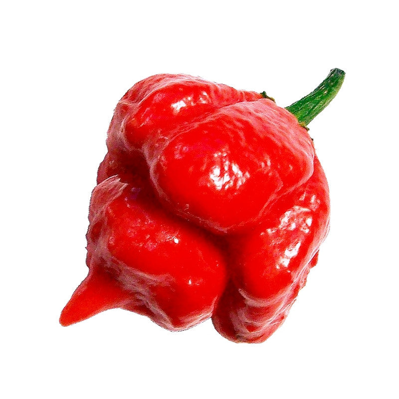 Piment Trinidad Scorpion en pot
