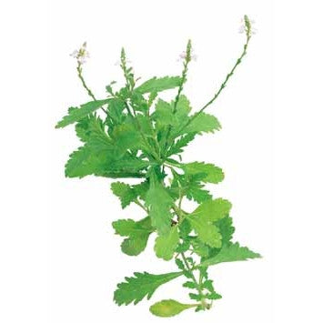 Pianta di Verbena officinale vaso