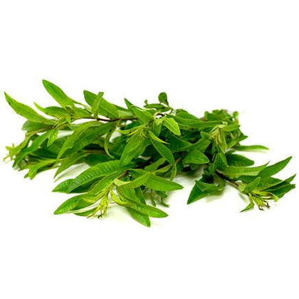 Pianta di Erba luisa o limonina vaso