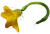 Plante de courgette longue d'Albenga Greta F.1